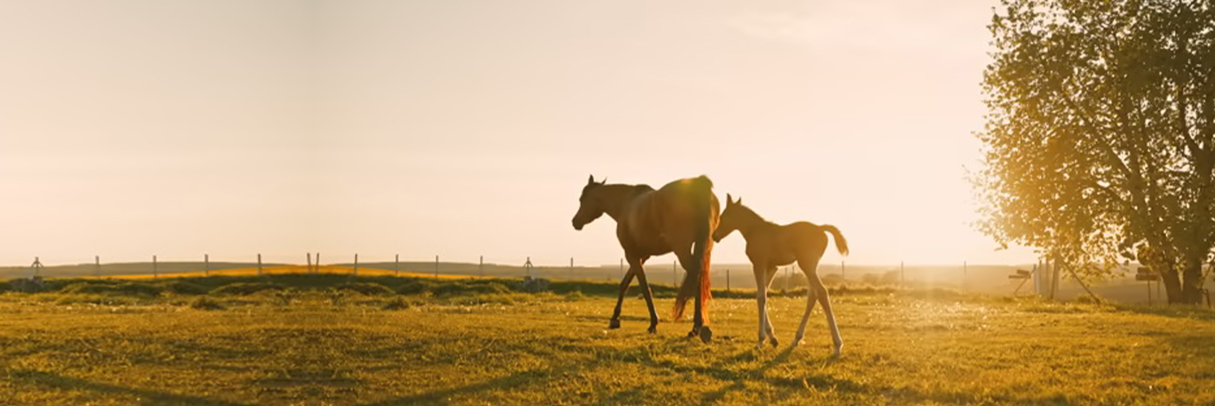 Stallion Finder